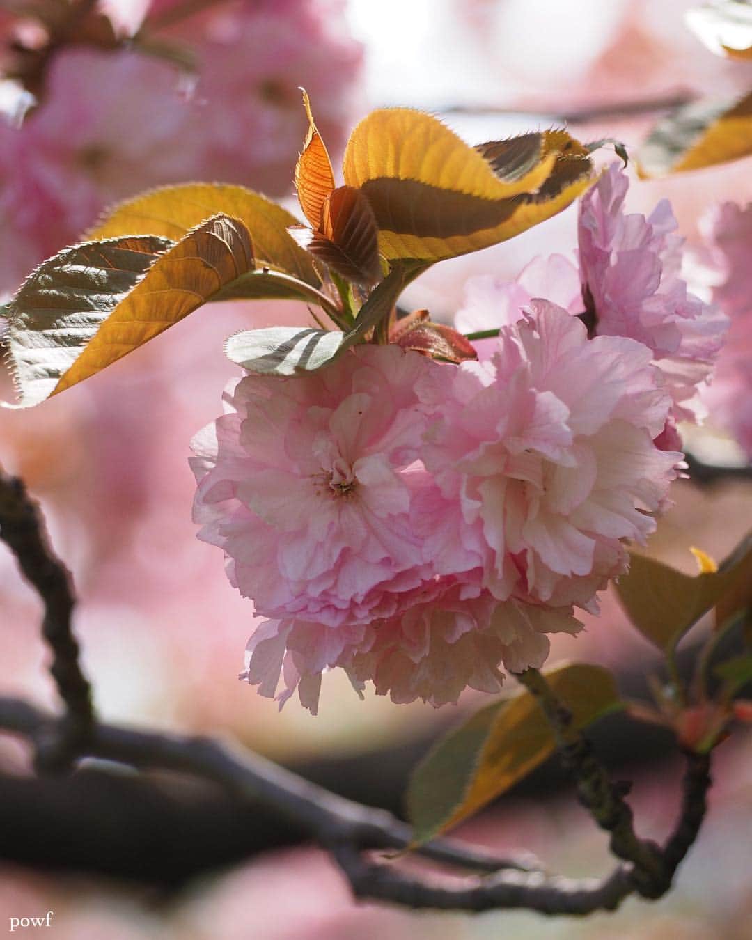 anemone_69さんのインスタグラム写真 - (anemone_69Instagram)「. 桜、まだまだ続きますー . . #関山 #カンザン #八重桜 #sakura #サクラ #桜 #cherryblossom . . .」4月12日 21時01分 - powf