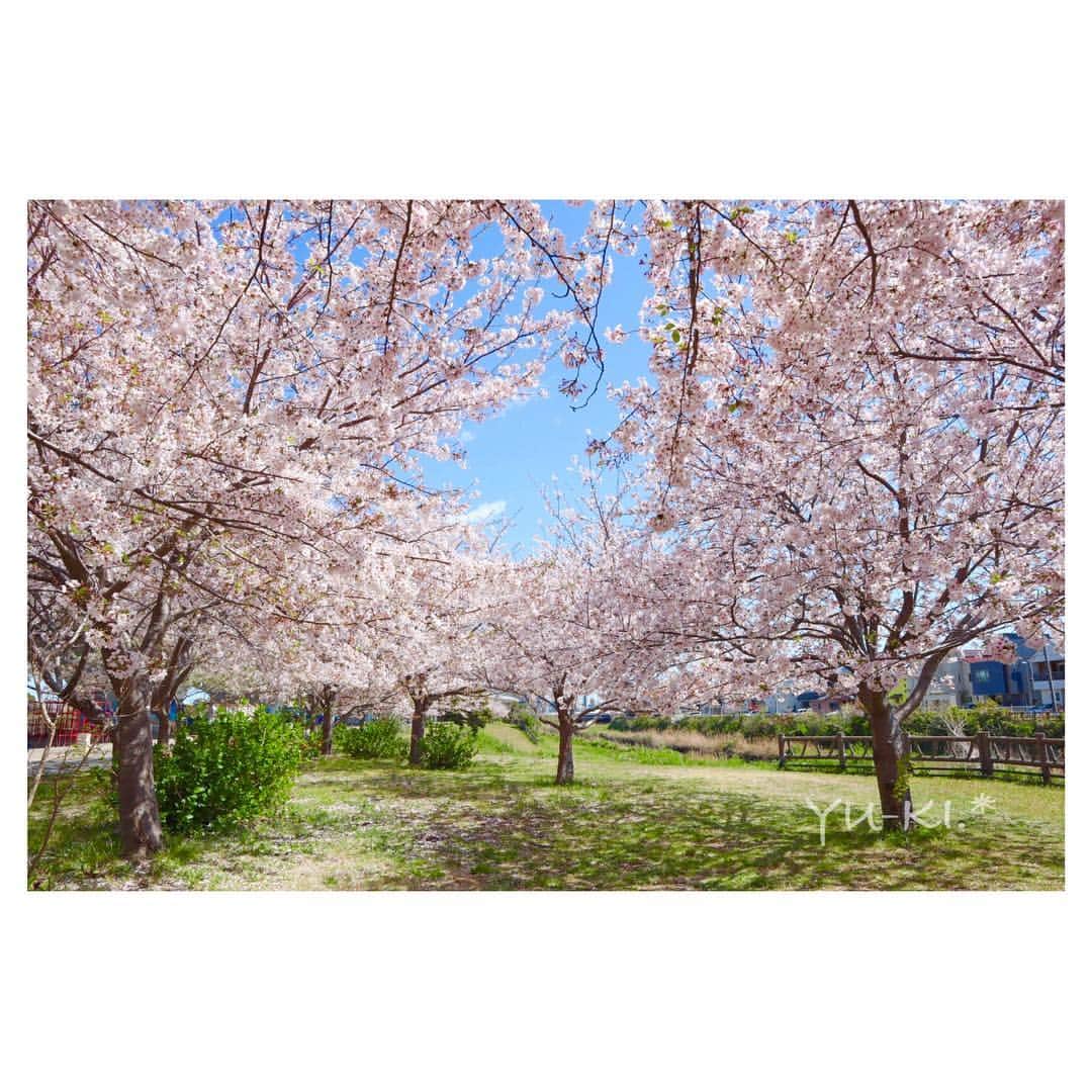 のインスタグラム：「. 今年は穴場を見つけてしまった。♡♡♡ . 朝だったからなのか人が全然いなかったし、 割と葉桜始まってたのに ここは何故かまだ綺麗な満開だった😍 来年もこっそり行こう|ω･ิ)♡♡ . 来年は令和だ🌸 桜が似合うな〜〜♡ って、平成も桜似合うか🤔🌸 って、わたしが春生まれだから 思うだけか🤔笑 . . #Canon #EOSkissM →→ #iPhoneSE . #cherryblossom #flowers #bluesky #spring #sunnyday #cameragirl #ilovesky #japan #桜 #お花 #青空 #春の朝 #快晴 #カメラ女子 #空まにあ #空好き #朝活 #出勤前の5分」