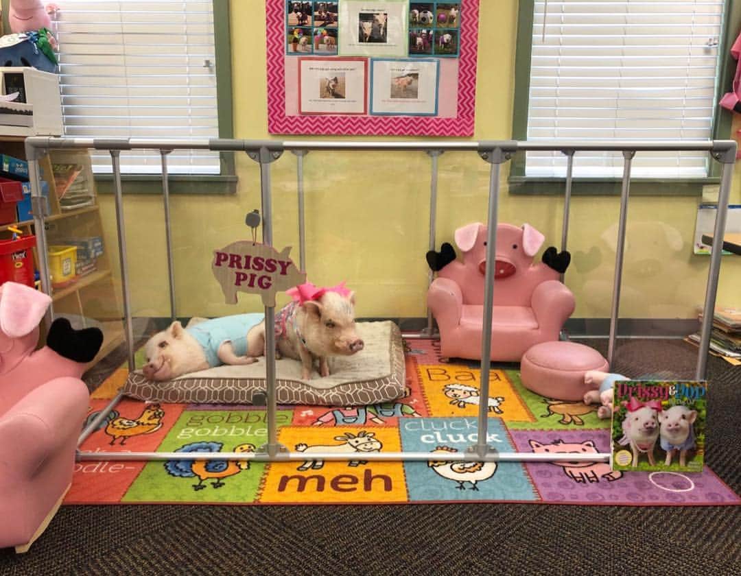 Priscilla and Poppletonさんのインスタグラム写真 - (Priscilla and PoppletonInstagram)「Get up Pop! This is why we have done first grade six time. Silly Pop thinks he’s too cool for school in our new @clearly_loved_pets VIPig pen in our classroom. He said it’s pretty “clear” we are the teacher’s pets now, so he can do whatever he wants. Zoom in to see his face. He’s so piggy proud.🐷🙈 . We encourage everyone to check out all their cool pens. They come in a variety of colors and sizes with all kinds of expansion options to build the perfect condo for your pet. We have a large one in the taller height. They are so sturdy, and we LOVE how we can see out without looking through bars that come with traditional crates and pens. We are in hog heaven! ThOINKs #clearlylovedpets!🐷📚📝#classpets #firstgrade #toocoolforschool #pigpen #teacherspets #PrissyandPop」4月12日 21時04分 - prissy_pig