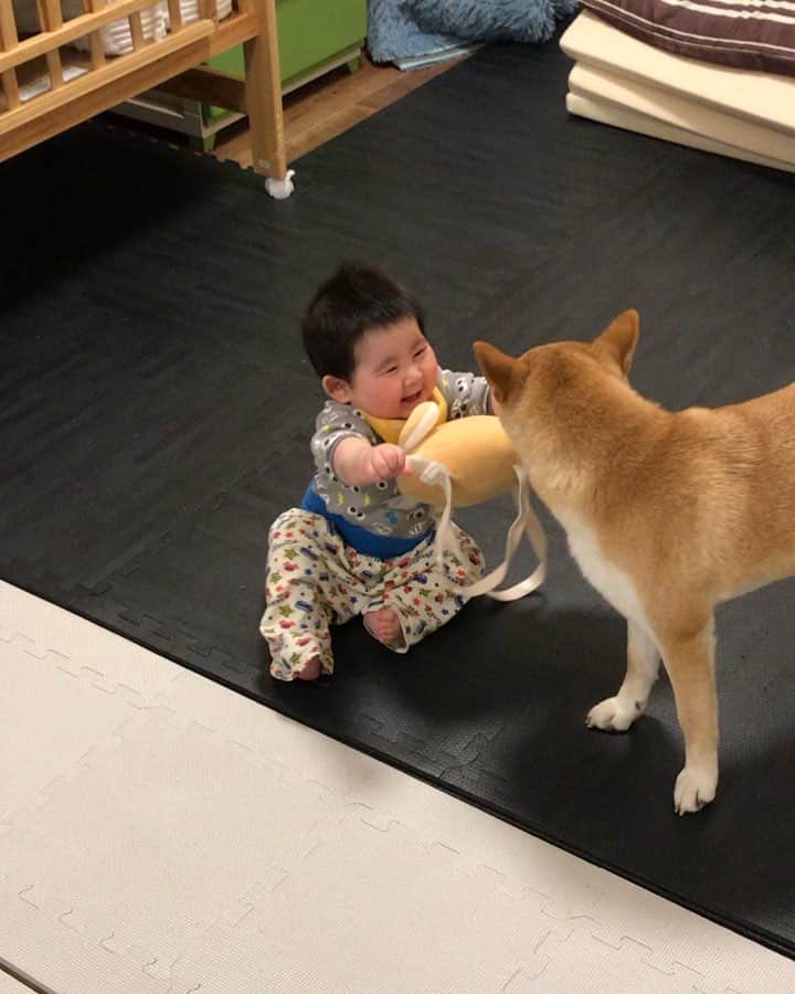 高橋みゆきのインスタグラム：「家帰ってきたら…この機嫌の良さ😅 #やっぱ家とクラ吉は安心するのね #最近はクラ吉に遊ぼってやる」