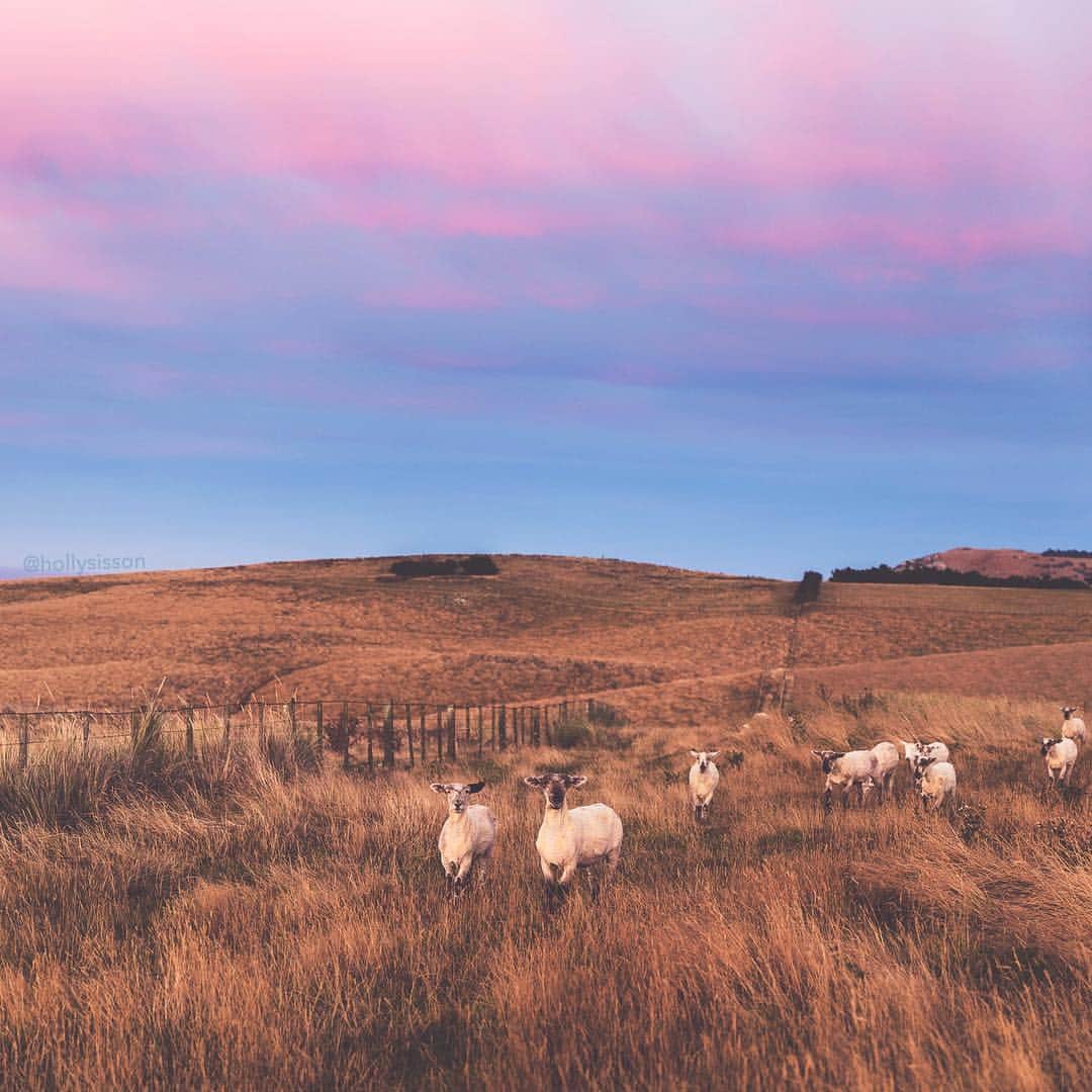 Holly Sissonのインスタグラム：「The hill are alive...with sheep! They are everywhere in New Zealand!  #newzealand #sheep #otagopeninsula ~ Canon 5D MkIV + 24–70 f2.8L II @ 50mm f2.8 (See my bio for full camera equipment information plus info on how I process my images. 😊) ~ #pickmotion #exklusive_animals」