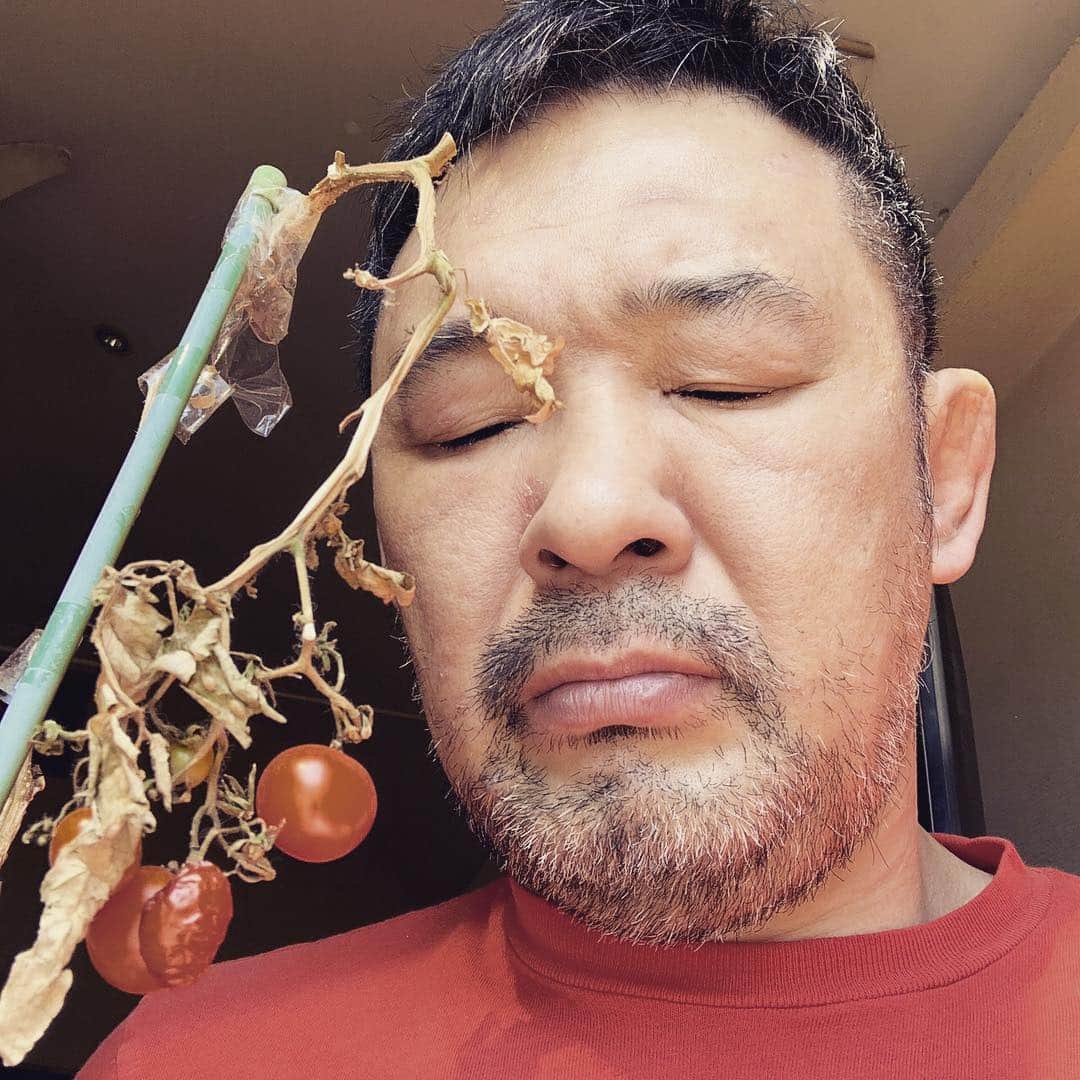 のインスタグラム：「. 【Tomato🍅】 . トマトがぁ〜〜〜！😭 . トマトシリーズ〔完〕🙇‍♂️ . #sakuraba #tomato」