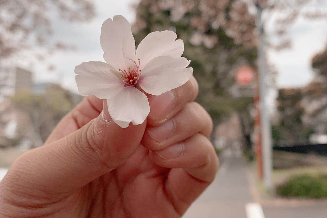 西岡詩穂さんのインスタグラム写真 - (西岡詩穂Instagram)「桜が終われば夏が来る😎👍 あ、その前に梅雨だ、、、☔️🌈 この2枚目の写真のみんなの顔見てるだけでなんか涙腺😭緩むんですけど共感出来る人いますか？笑  #sakura #cherryblossom #april #平成最後 #令和 #new #fencing #woman #foil #team #フェンシング #日本代表 #ジュニア #準優勝 #photography #photo #nice #passion #涙腺崩壊 #涙腺ババア #誰がババアやねん #jcb #後輩に #あだ名つけられる #先輩」4月12日 21時12分 - shih05823