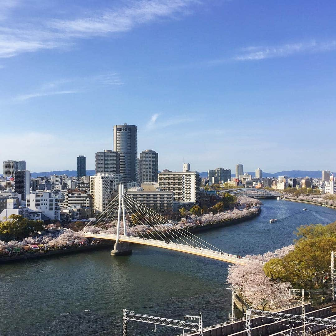 テレビ大阪 宣伝部さんのインスタグラム写真 - (テレビ大阪 宣伝部Instagram)「【たこるくんは、#花より団子🍡!?】 9日(火)から始まった、造幣局 #桜の通り抜け🌸 開催は15日(月)までの7日間、夜は21時まで🕘 青空にも映える #桜 ですが、日没後の #ライトアップ も風情があり、おすすめです🌟 ぜひ足を運んでみてはいかがですか？☺️ #風景 #青空 #快晴 #大川 #テレビ大阪 #天満橋 #桜並木 #本社屋上からの眺め #景色良好 #造幣局 #すぐ近く #写真好きな人と繋がりたい」4月12日 21時12分 - _tv.osaka