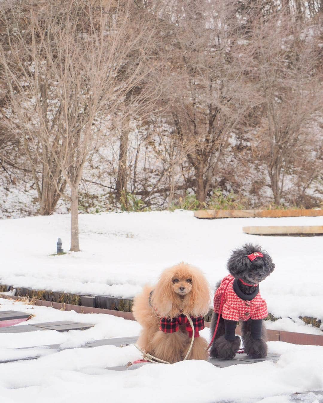 Toypoodle Mikuru?Asakusa Tokyoさんのインスタグラム写真 - (Toypoodle Mikuru?Asakusa TokyoInstagram)「20190412 Friday. 新幹線降りたら雪国でした❄️ . みきゅるんとの失踪はまだ続きます🔜 . #失踪宣言 #平成最後 の雪 #軽井沢」4月12日 21時20分 - purapura299