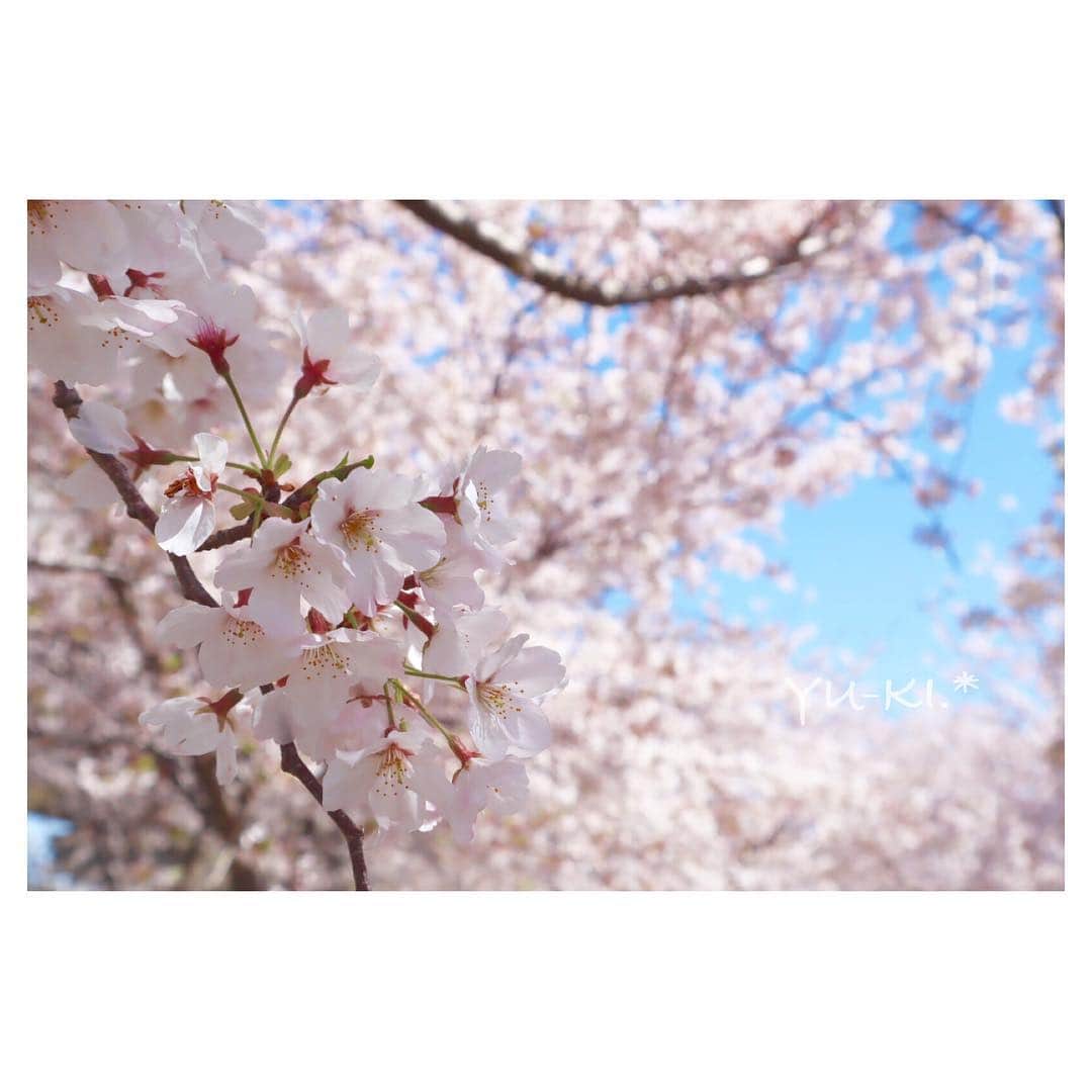 のインスタグラム：「. 満開の桜ってこんなに美しいんだな〜って 改めて思った。 花びらひとつひとつが 本当に綺麗だった( *´`*) . ( 5分間の朝活 ) . . #Canon #EOSkissM . #cherryblossom #fullbloom #beautiful #flowers #bluesky #spring #sunnyday #cameragirl #ilovesky #japan #桜 #満開 #美しい #癒やし #お花 #青空 #春の朝 #快晴 #カメラ女子 #空まにあ #空好き #朝活 #平成31年」
