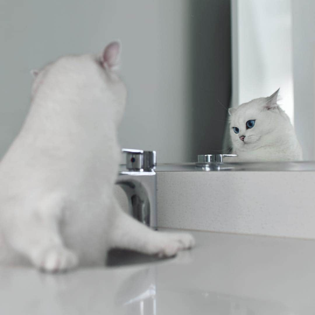 コビーさんのインスタグラム写真 - (コビーInstagram)「Objects in mirror are naughtier than they appear.」4月12日 21時36分 - cobythecat