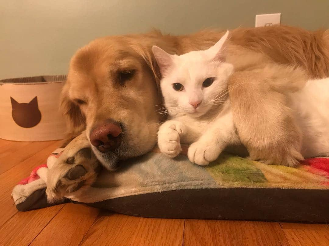 モヒートさんのインスタグラム写真 - (モヒートInstagram)「Bedtime snuggles with my brother 💜 #nationalpetday ------------------------------- #goldensofig #goldenretriever  #goldenretrieversofinstagram #betterwithpets #dogsofig  #dogsofinstagram #fluffypack #gloriousgoldens #welovegoldens #ilovemydog #goldenlife #bestwoof #ProPlanDog #ilovegolden_retrievers #mydogiscutest #retrieversgram #dogsofcle  #siblinggoals #specialneedscats」4月12日 12時37分 - mojito_rose_family