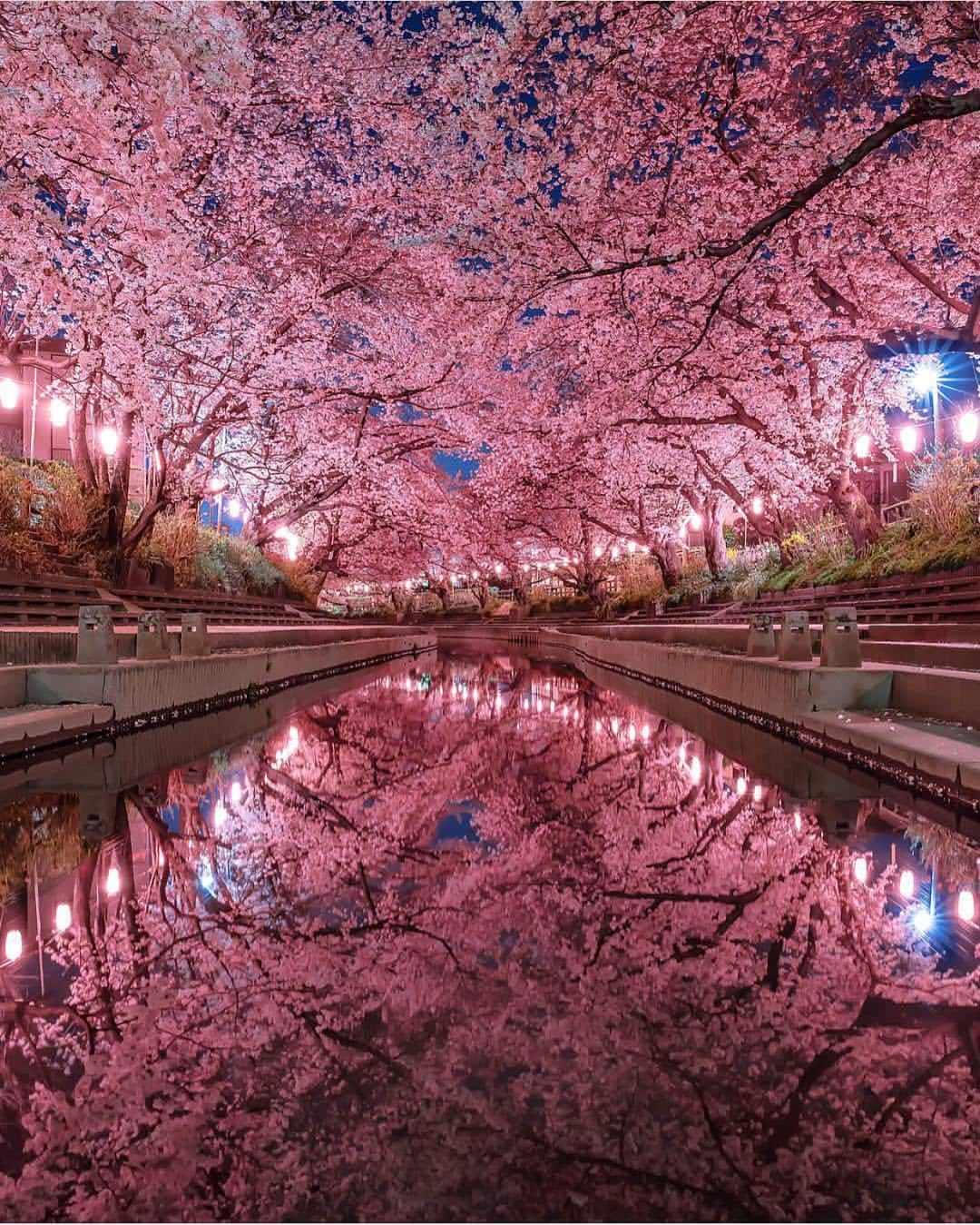 Wonderful Placesさんのインスタグラム写真 - (Wonderful PlacesInstagram)「Night shots of cherry blossoms in Japan ✨💖💖💖✨ . Pictures by ✨✨@number_shiiix✨✨ #wonderful_places for a feature 💖🌸」4月12日 12時45分 - wonderful_places