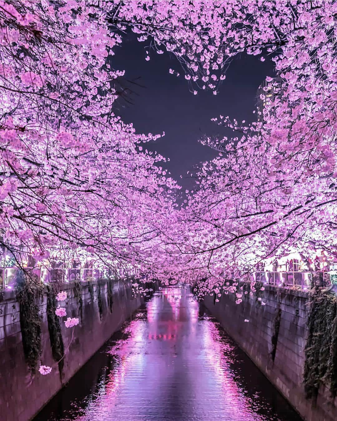 Wonderful Placesさんのインスタグラム写真 - (Wonderful PlacesInstagram)「Night shots of cherry blossoms in Japan ✨💖💖💖✨ . Pictures by ✨✨@number_shiiix✨✨ #wonderful_places for a feature 💖🌸」4月12日 12時45分 - wonderful_places