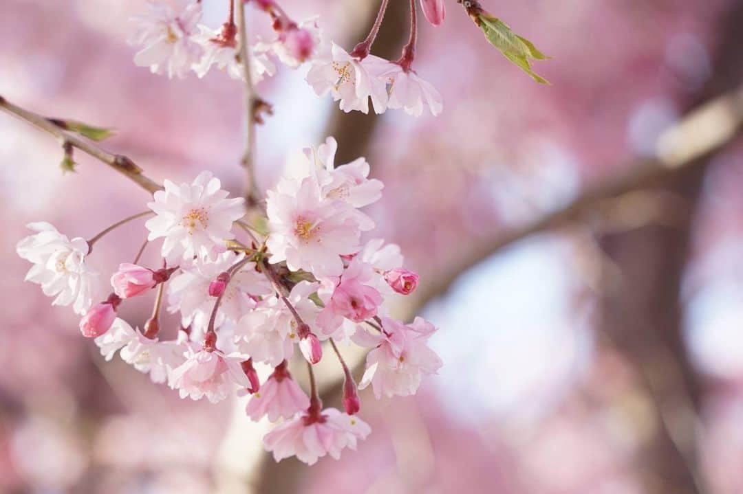 ～IRORIダイニング～ゆとりろ西伊豆のインスタグラム：「【土肥～花と文学の旅～】 こんにちは。  ゆとりろ西伊豆　西村です。  土肥は桜の種類が多いですが、今の時期は新種登録された桜 「伊豆最福寺しだれ」が美しく咲き誇っています。  また最福寺をはじめ、土肥には文学碑が点在しており、 若山牧水をはじめ短歌の名作を自然とともに味わえます。  土肥では、桜のほか菜の花やツツジなども鑑賞できます。  春の訪れを感じながら、文学者に思いを馳せてみたり、 自ら短歌を詠んでみるのも旅の思い出になりますね。  是非、土肥にいらしてください。  #静岡県 #伊豆 #西伊豆 #土肥 #ゆとりろ西伊豆 #旅行#伊豆旅行 #旅行好きな人と繋がりたい #桜 #しだれ桜 #文学 #旅 #温泉旅行 #温泉 #貸切露天風呂 #花見 #春 #pink #cherryblossom #travel #japan」