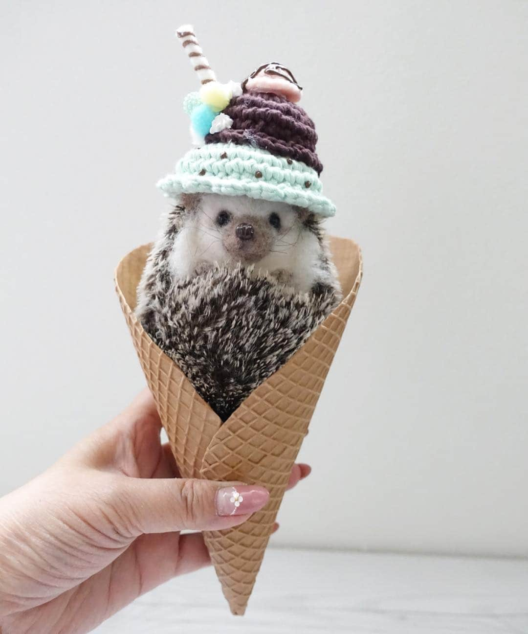 ラド&ティンクさんのインスタグラム写真 - (ラド&ティンクInstagram)「* 4 scoops of  Chocolate chip mint, chocolate,strawberry and hedgehog flavor on suger cone. * model ： Tink * * 2枚目は羊毛ティンクで練習したリハーサル写真。 美味しそうにできたかな？ * * @5by5chihiro さんのアイス帽 @chunstagram41 さんのコーン * * 今日、 渋谷のちくちくカフェ @hedgehoghome.cafe さんで 午後6時〜 @bon_amu パイロット帽 @5by5chihiro うさ耳アイス帽 @ganmohedgehog うさぎの顔ハメ が販売されるんだって！ * 詳しい事はみんなのインスタ見てね！ * * #はりねずみ #ハリネズミ #針鼠 #ヨツユビハリネズミ #ヘッジホッグ  #ペット #ふわもこ部 #モフモフ #hedgehog #pygmyhedgehog #lovelypet #cuteanimals #hedgehogfamily #hedgie #Hérisson #igel#riccio #Erizo #고슴도치 #刺猬 #pecotv」4月12日 13時11分 - rado_pompon