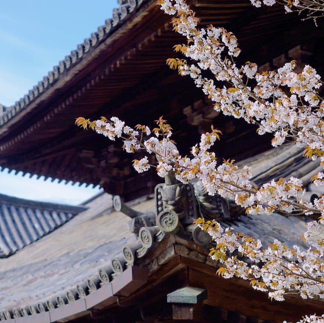 奈良 長谷寺 / nara hasederaさんのインスタグラム写真 - (奈良 長谷寺 / nara hasederaInstagram)「新葉とともに開花の#山桜  Wild cherry blossoms are in full bloom.  Next is the double cherry blossoms. Still going on！  #長谷寺 #奈良長谷寺 #総本山長谷寺 #花の御寺 #奈良 #hasedera #hasederatemple #temple #japan #japanesetraditional #pilgrimage #nara #tourism #sightseeing #japanesetemple #西国 #西国三十三所 #霊場 #巡礼 #四寺巡礼 #やまとびとツアーズ #長谷寺が好き #うましうるわし奈良」4月12日 13時15分 - hase_dera