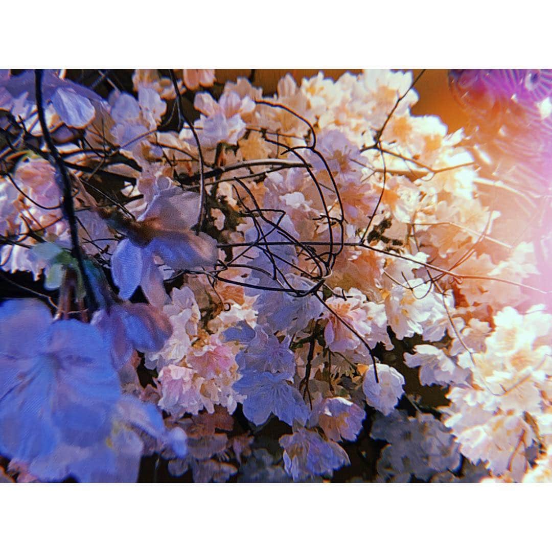 アンジェラ芽衣さんのインスタグラム写真 - (アンジェラ芽衣Instagram)「桜綺麗🥺🥺🥺﻿ ﻿ #よく見ると造花 #スタジオにあった #パッと見普通に桜 #つよ」4月12日 13時21分 - ange_la00