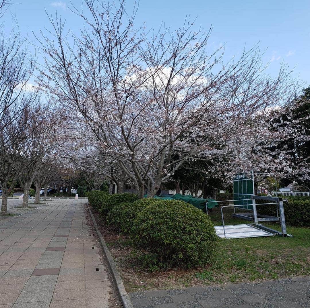ジーコさんのインスタグラム写真 - (ジーコInstagram)「Epoca do Sakura aqui no Japao,as famosas cerejeiras,onde as pessoas fazem piquenique debaixo das arvores.Esse ano sofreram um pouco devido as chuvas,mas o Japao ficou lindo nesse período.」4月12日 13時36分 - zico