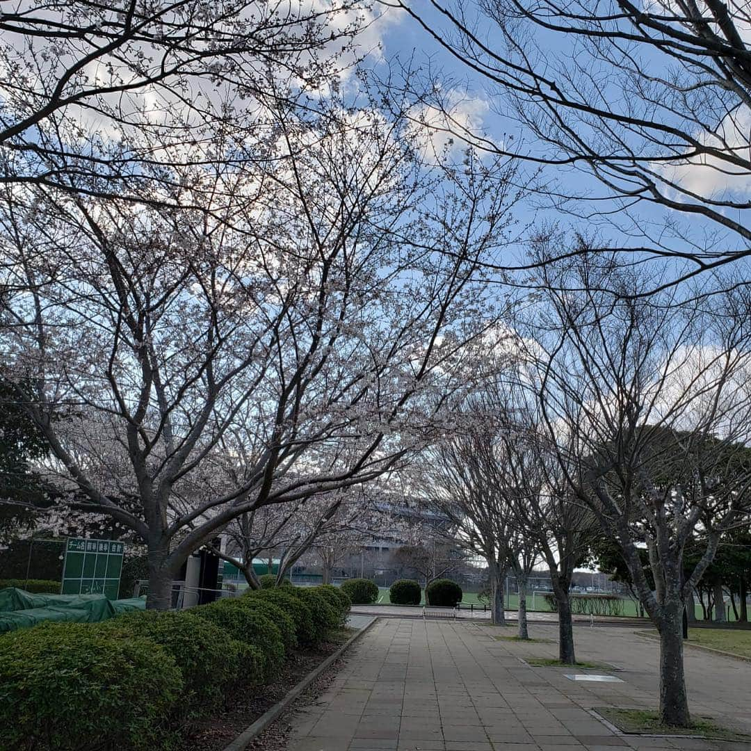 ジーコさんのインスタグラム写真 - (ジーコInstagram)「Epoca do Sakura aqui no Japao,as famosas cerejeiras,onde as pessoas fazem piquenique debaixo das arvores.Esse ano sofreram um pouco devido as chuvas,mas o Japao ficou lindo nesse período.」4月12日 13時36分 - zico