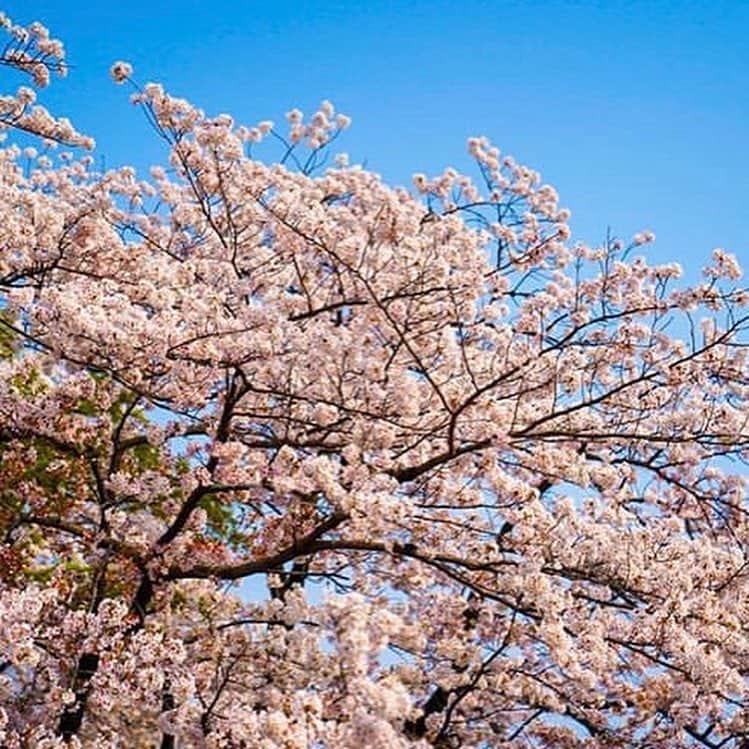ジーコさんのインスタグラム写真 - (ジーコInstagram)「Epoca do Sakura aqui no Japao,as famosas cerejeiras,onde as pessoas fazem piquenique debaixo das arvores.Esse ano sofreram um pouco devido as chuvas,mas o Japao ficou lindo nesse período.」4月12日 13時36分 - zico