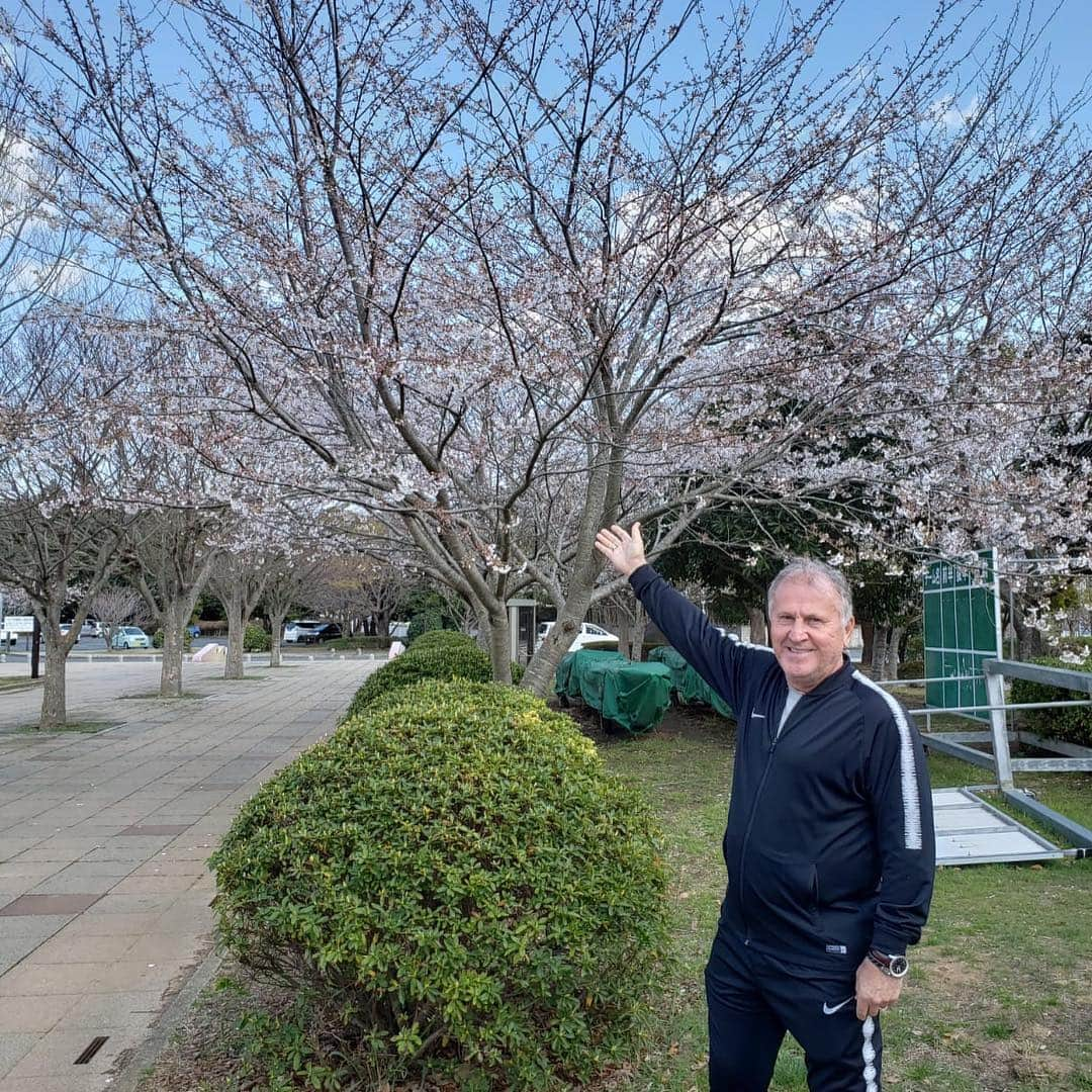 ジーコさんのインスタグラム写真 - (ジーコInstagram)「Epoca do Sakura aqui no Japao,as famosas cerejeiras,onde as pessoas fazem piquenique debaixo das arvores.Esse ano sofreram um pouco devido as chuvas,mas o Japao ficou lindo nesse período.」4月12日 13時36分 - zico