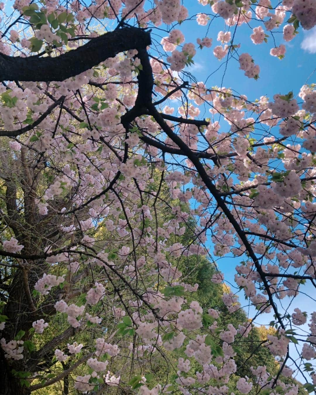 理絵さんのインスタグラム写真 - (理絵Instagram)「#🌸 #🌸🌸🌸 #八重桜🌸 #桜🌸 #桜 #八重桜 #八重桜が満開 #sakura #cerisier #ciliegio #벚꽃 #cherryblossom #cherryblossoms #flower #flowers #fiore #꽃 #花」4月12日 13時45分 - ____rie____