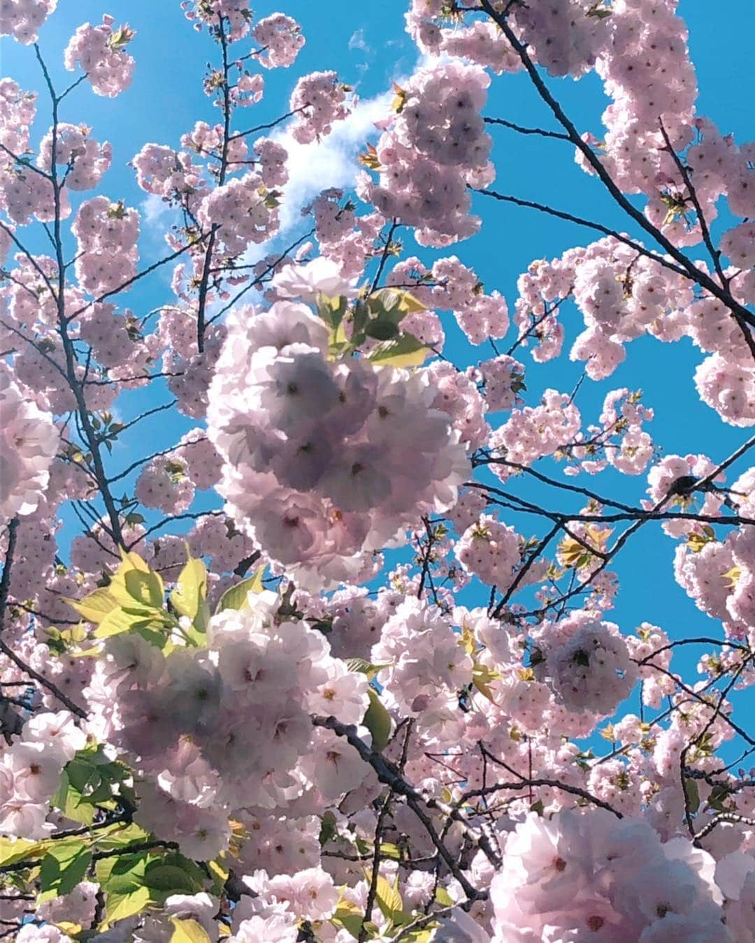 理絵さんのインスタグラム写真 - (理絵Instagram)「#🌸 #🌸🌸🌸 #八重桜🌸 #桜🌸 #桜 #八重桜 #八重桜が満開 #sakura #cerisier #ciliegio #벚꽃 #cherryblossom #cherryblossoms #flower #flowers #fiore #꽃 #花」4月12日 13時45分 - ____rie____