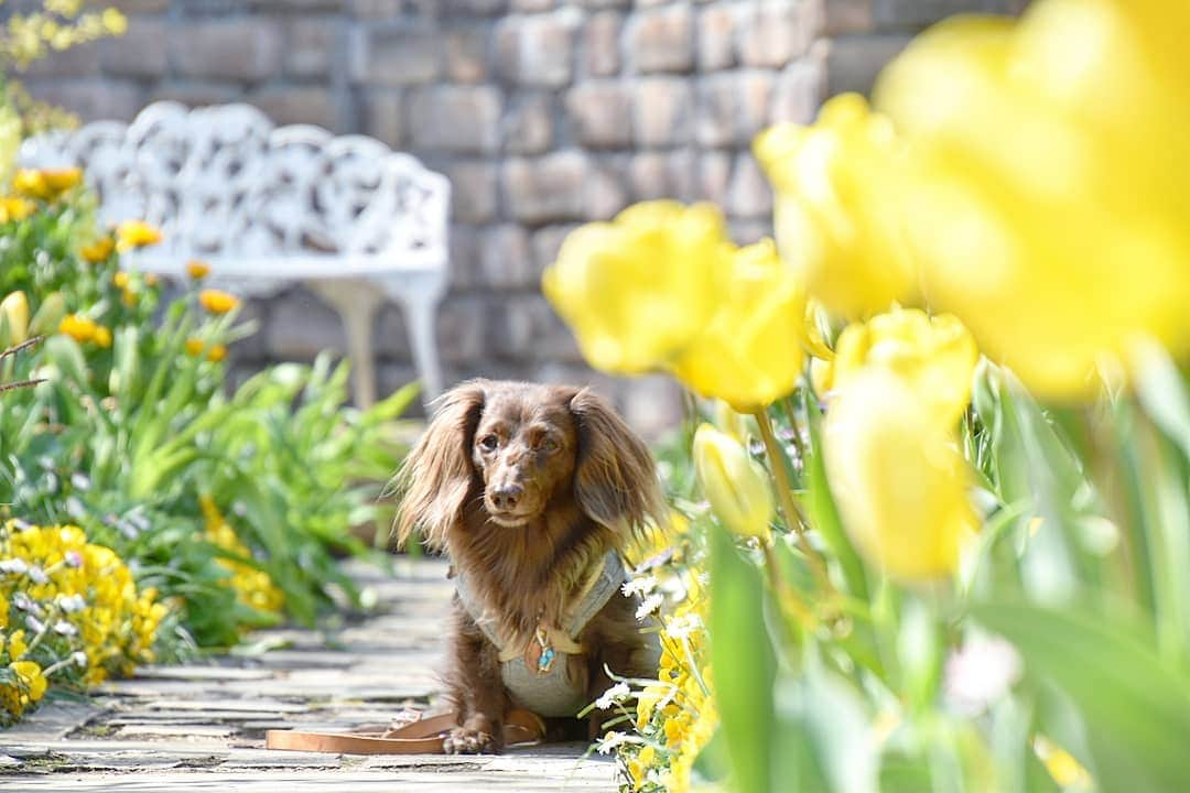 etsukoさんのインスタグラム写真 - (etsukoInstagram)「* 2019.04.12 💛キイロノセカイ💛③ * * * 🐶💬 『母さん 落ち着いてくださいな (~￣▽￣)~ 』 * * * 👧💬 『うんうん (￣▽￣;) 変なテンションだったか(⊙⊙)♡♡』 * * * 頑張ってモデルさんしてるアロハさんに… 『いーよーっ！いーよ、いーよぉー！』だの 『あーんっ。も少し 横  横ー！ 』だの(笑) 黒子さん 居ないのに 1人劇場ね🤣 傍から見たら……ただの怪しいおばちゃん👧＆吠え散らかす煩い茶色い子🐶💦 いーの、いーの。 ん？ほんとに いーのか？(笑) * * * #アロハと花巡り2019 #キイロノセカイ2019 #チューリップ #Garden #ガーデン #あろまっぷ #ミニチュアダックス #ダックスフンド #ダックス #チョコソリッド #ワンコなしでは生きて行けません会 #犬のいる暮らし #miniaturedachshund  #miniaturedachs  #dachshund #dachs #dogoftheday #dogstagram #flowerstagram #ig_dogphoto #ig_flower #i_m_gallery #alohahappy🐶 * * *」4月12日 13時37分 - aloha_with_etsuko