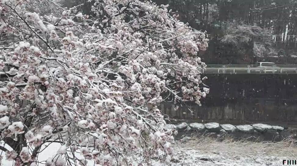 フジテレビ「FNNビデオPost」のインスタグラム：「「あがのっこ」さんから、雪化粧した満開の桜の映像が届きました。 トップページのURLからご覧いただけるビデオPostギャラリーにて、約1カ月間、掲載中です！ #FNNビデオPost #桜 #雪 #埼玉 #雪化粧 #さくら #映像 #sakura #cherryblossom #Japan」
