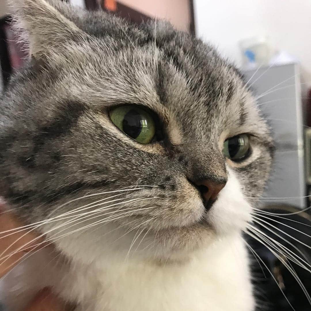 KATSUOのインスタグラム：「#cat #catsofinstagram #catstagram #instacat #cutecat #katsuo」