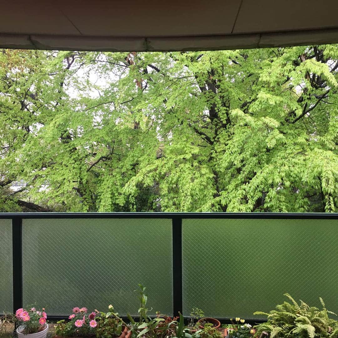 河野景子さんのインスタグラム写真 - (河野景子Instagram)「我が家のベランダから爽やかな新緑」4月12日 13時57分 - keikokono1112