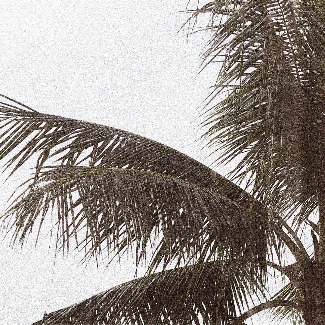 mamany704さんのインスタグラム写真 - (mamany704Instagram)「* * 前半飛ばしすぎてもうクタクタ😭💭 * * 癒しが必要🌴🌴🌴 * * 午後からもがんばろーっと🤛🏽🤛🏽🤛🏽！ * * とゆうひとりごと😇 * * #instagood#palmtree#plant#sky#hawaii#鏡見たら顔終わってた」4月12日 14時08分 - mamany704