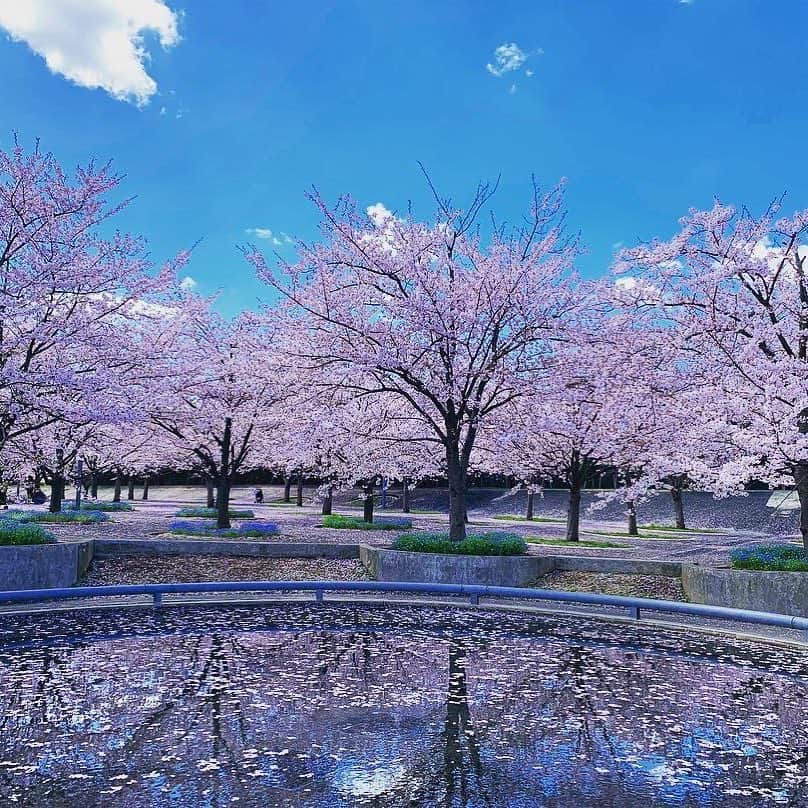 あなたのLOVE CHIBA教えてキャンペーンさんのインスタグラム写真 - (あなたのLOVE CHIBA教えてキャンペーンInstagram)「投稿していただいたのは幕張新都心にあるさくら広場🌸 安藤忠雄氏設計の公園で桜が505本植えられているそうですよ！葉桜になる前にぜひ行ってみてくださいね👀  らぶちばseason7は3月31日で終了しましたが、投稿していただいたあなたのラブちば写真を引き続き紹介していきます！ らぶちばseason8もただ今準備中📸 皆さんのお気に入りの千葉の写真をお待ちしてまーす😊 【らぶちばseason7　@nya724 さんの投稿】 #桜 #ponyfony_flowers #top_favourite_flowers #igscflowers #7flowers_vip #pocket_flowers #はなまっぷ #lovechiba7 #ちいき風景 #千葉県 #習志野市 #さくら広場 #さくら  #幕張新都心 #tokyocameraclub #igersjp #ig_japan  #ig_dynamic #ig_photostars #team_jp_  #lovers_nippon #photo_shorttrip #photo_travelers  #sonyalpha #visitjapanjp #lovechiba7」4月12日 14時09分 - love.love.chiba