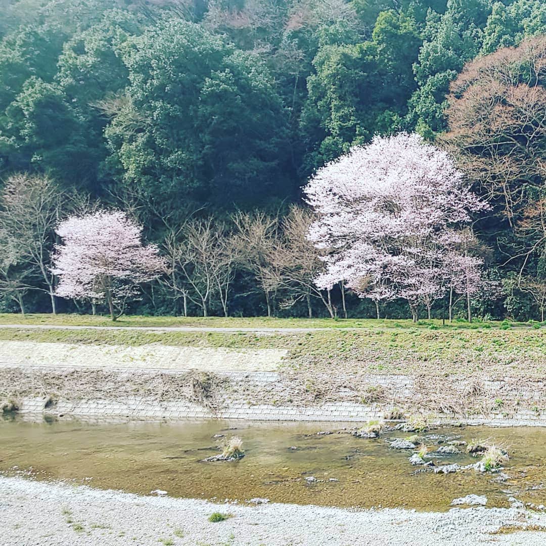 広島ホームテレビ「HOME NEXT neo」さんのインスタグラム写真 - (広島ホームテレビ「HOME NEXT neo」Instagram)「HEY！What’s up！？トミーです。 先日庄原にロケに行くと、川辺に咲き誇る二本の桜の木を見つけました。 広島ってまだまだ見たことのない景色が沢山ある！知らないことも沢山ある！ それをみんなで共有したい！ 紙屋町シャレオのぽるぽるスタジオでお届けしている『ぶちあげ7ダウン』金曜日を担当することになりました！ 広島色が抜群に濃い番組にしようと思っとるけぇ、 みんな、遊びに来てぇーね！  #ホームテレビ #ぽるぽるスタジオ #ぶちあげ #冨田奈央子」4月12日 14時14分 - home.announcers