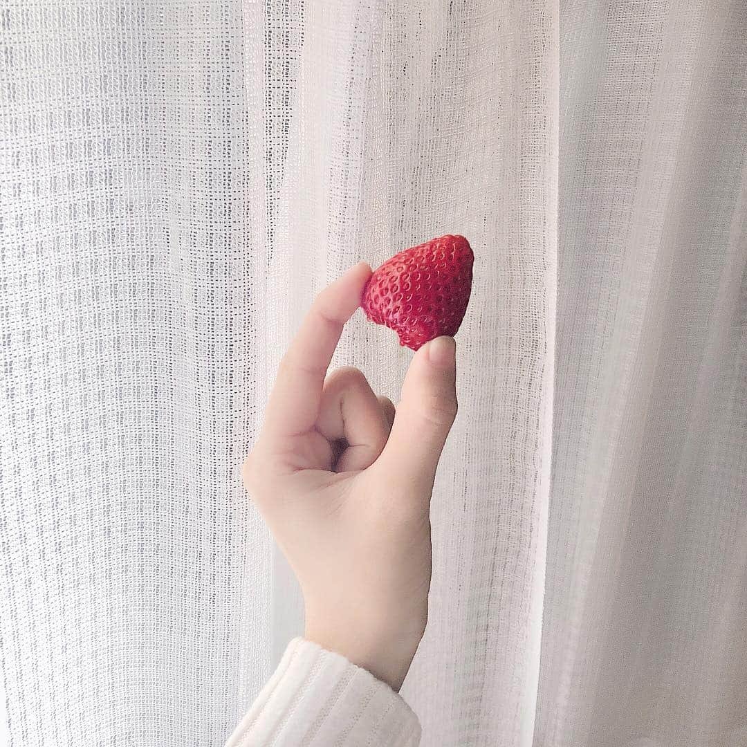 きりたんぽさんのインスタグラム写真 - (きりたんぽInstagram)「🍓( '-' 🍓 )ｲﾁｺﾞﾁｬﾝ」4月12日 14時17分 - kiritampopopo