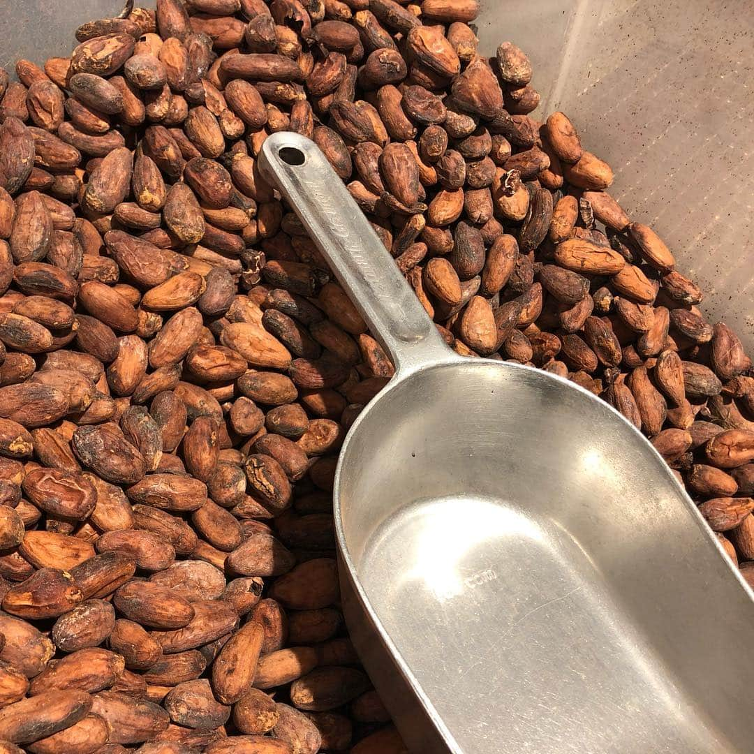 green bean to bar CHOCOLATEさんのインスタグラム写真 - (green bean to bar CHOCOLATEInstagram)「. CACAO BEANS SORTING* . 職人が手作業で良い豆を選び抜きます。 . もうすぐ新しいタブレットが登場✨ . . #greenbeantobarchocolate  #greenbeantobar #beantobar #chocolat #chocolate #craftchocolate #handmadechocolate #allhandmade #nakameguro #tenjin #cacao #カカオ #グリーンビーントゥバーチョコレート #グリーンビーントゥバー #中目黒  #中目黒カフェ #天神 #天神カフェ #チョコレート #ショコラ #ビーントゥバー #カフェ #クラフトチョコレート」4月12日 14時27分 - greenbeantobar_chocolate