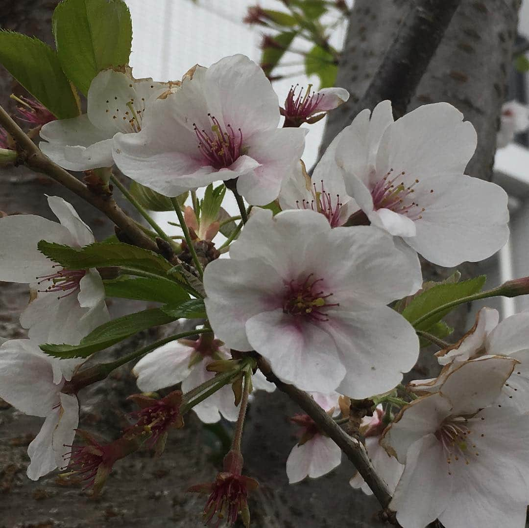 lululukululuさんのインスタグラム写真 - (lululukululuInstagram)「今年最後の桜の写真&桜のムース🌸 #桜＃サクラ#また来年🌸#スイーツ」4月12日 14時46分 - tajitajicat