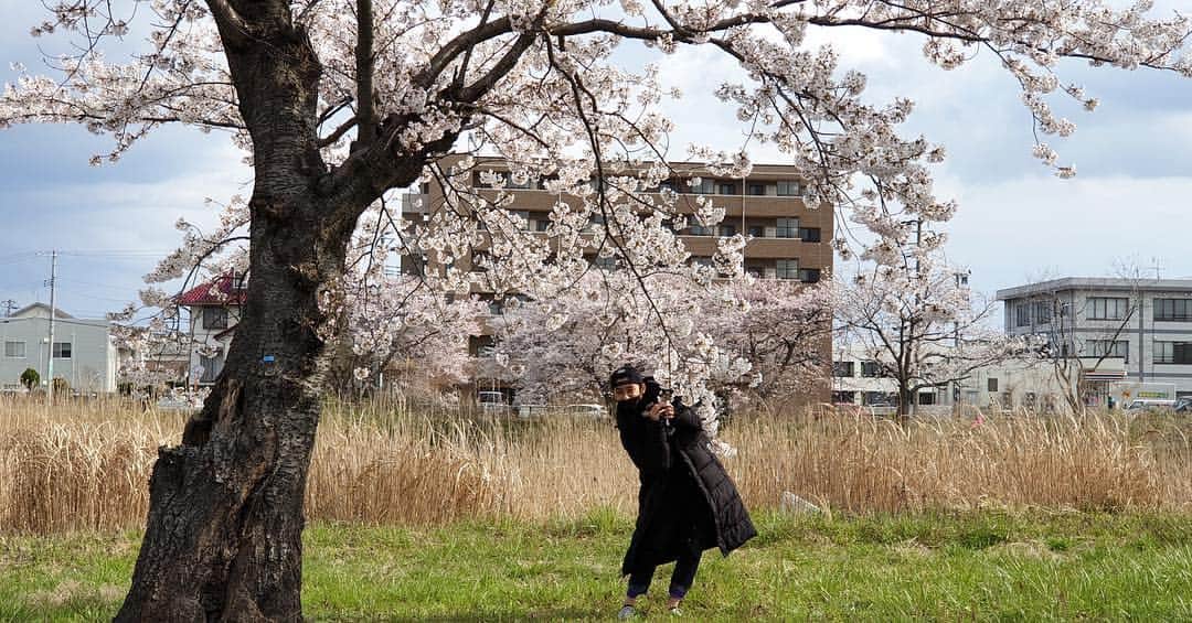 イ・ジェジンさんのインスタグラム写真 - (イ・ジェジンInstagram)「#桜 #갬성」4月12日 14時45分 - saico0111