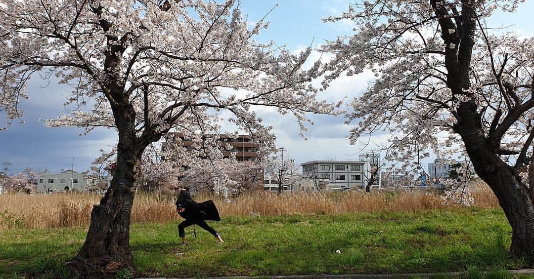 イ・ジェジンさんのインスタグラム写真 - (イ・ジェジンInstagram)「#桜 #갬성」4月12日 14時45分 - saico0111