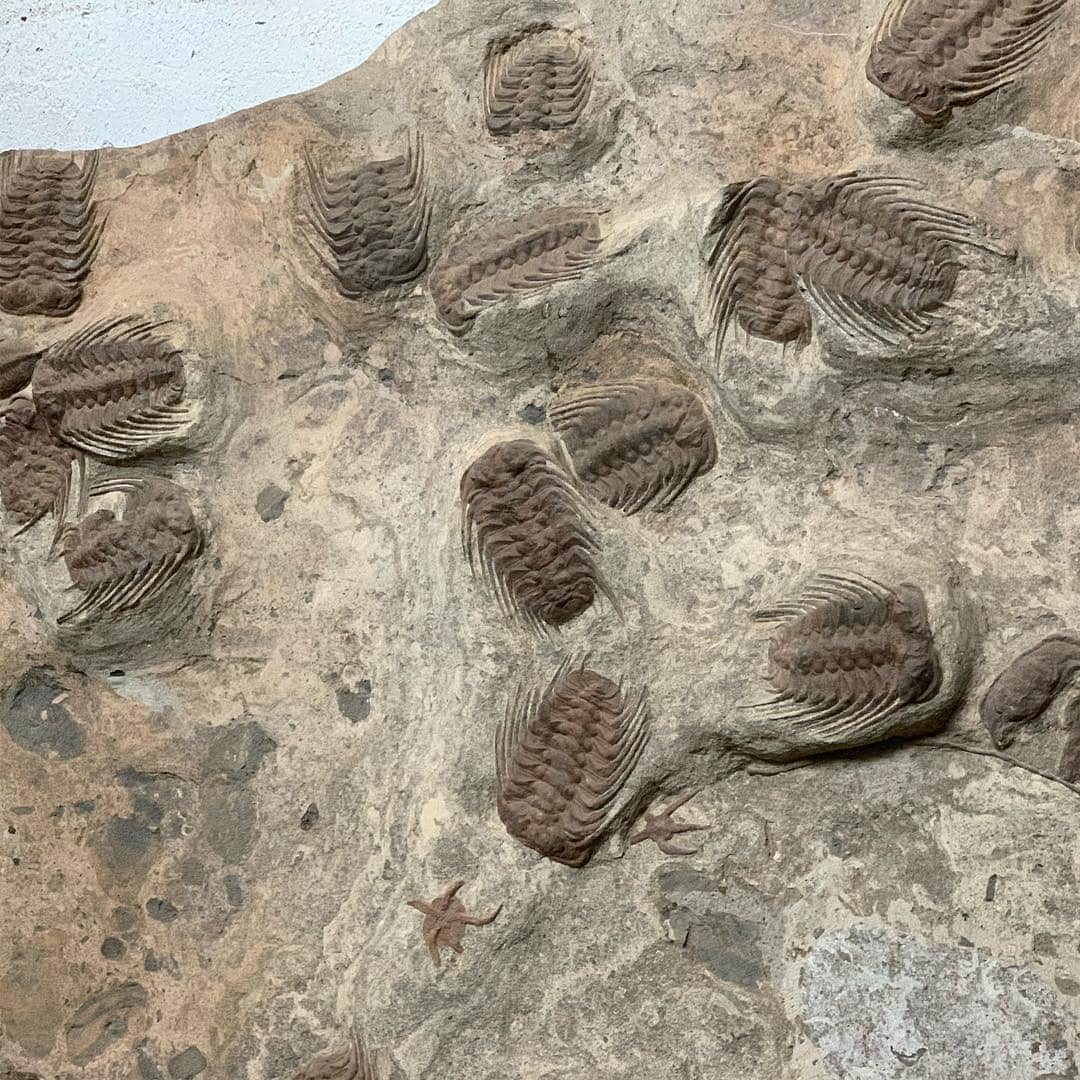 西田善太さんのインスタグラム写真 - (西田善太Instagram)「杉本博司さんの江乃浦測候所。新しくできた化石窟には、五億年前の三葉虫、一億五千年前の蟹とか目が回る。骨董を極めると"石"にたどり着くとは言うけれど、化石はレベルが違う。最後の写真は化石窟の裏にある縁起のいい石に触るカーサ西尾マン。なぜ真顔か。 #ルイヴィトンハイウォッチ」4月12日 14時54分 - zentanishida