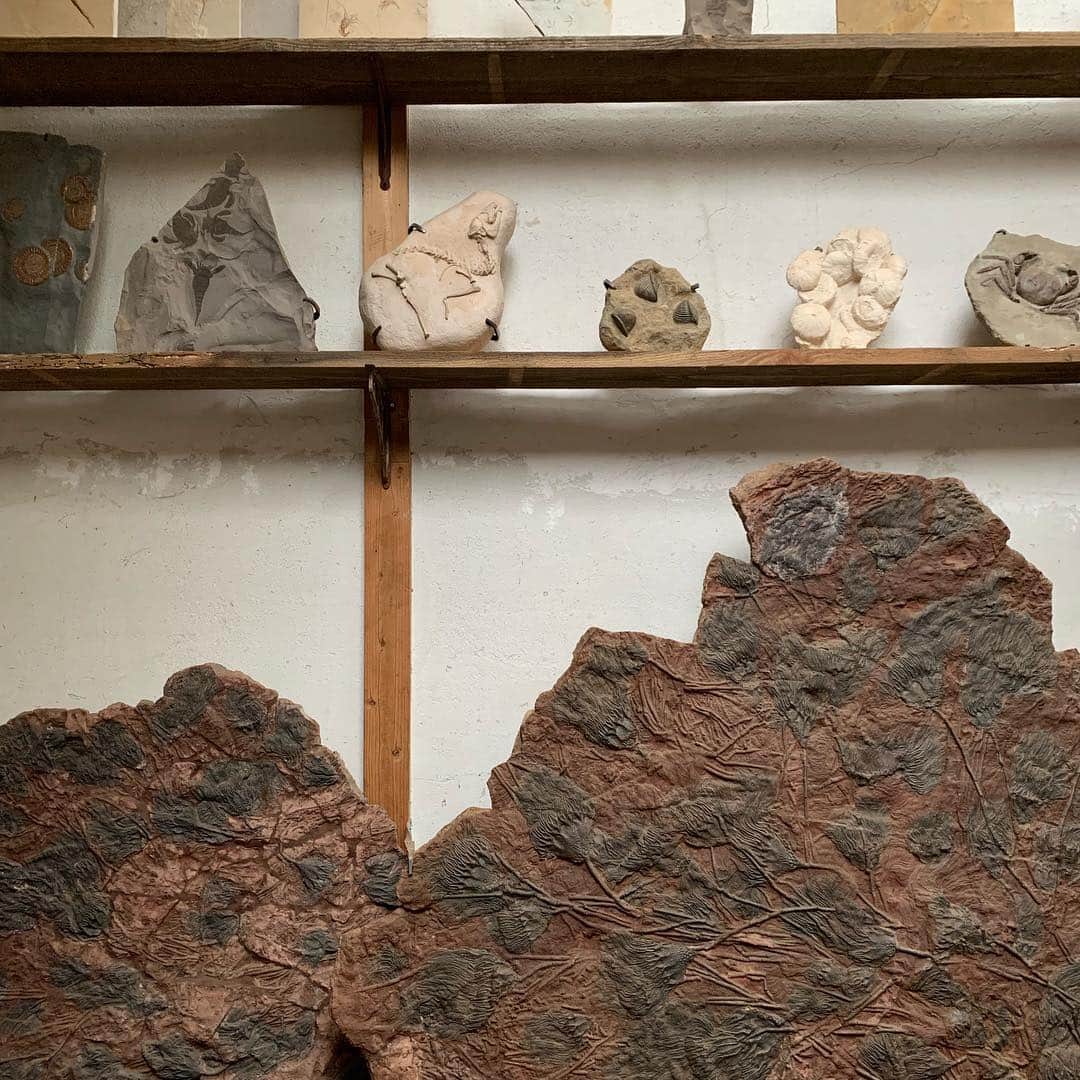 西田善太さんのインスタグラム写真 - (西田善太Instagram)「杉本博司さんの江乃浦測候所。新しくできた化石窟には、五億年前の三葉虫、一億五千年前の蟹とか目が回る。骨董を極めると"石"にたどり着くとは言うけれど、化石はレベルが違う。最後の写真は化石窟の裏にある縁起のいい石に触るカーサ西尾マン。なぜ真顔か。 #ルイヴィトンハイウォッチ」4月12日 14時54分 - zentanishida