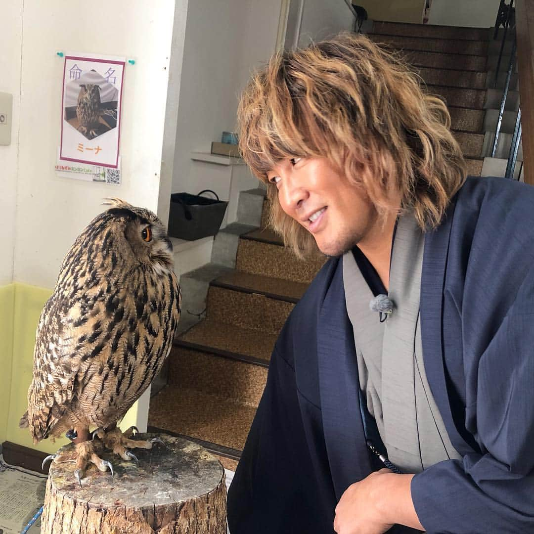 棚橋弘至さんのインスタグラム写真 - (棚橋弘至Instagram)「#フクロウ のミーナちゃん🦉 #犬山市 #チャント ! #CBC」4月12日 14時48分 - hiroshi_tanahashi