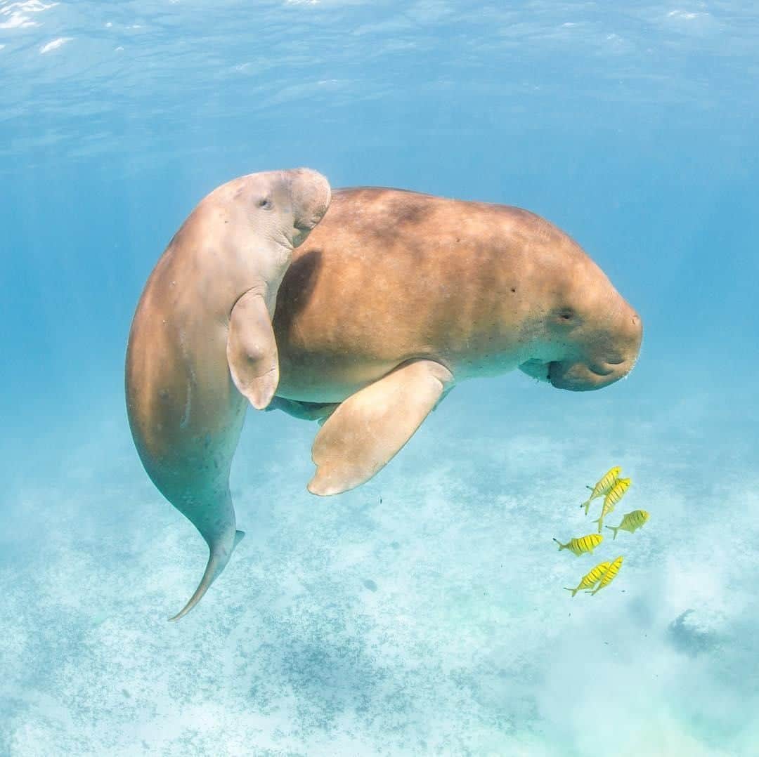 Australiaさんのインスタグラム写真 - (AustraliaInstagram)「Say cheese 🧀 @samlawrencephoto was lucky enough to come across this mumma #dugong and her calf on a chance encounter at #NingalooReef, and it certainly looks like they were more than happy to pose for a photo! It is estimated that 10,000 dugongs live in the waters of #SharkBay in the @australiascoralcoast region of @westernaustralia, representing 10% of the world's remaining population. These beautiful and endangered creatures are an incredible sight to see in the wild, you can try your luck at spotting one on a wildlife cruise with @liveningaloo or @oceanecoadventures.  #seeaustralia #justanotherdayinwa #coralcoast #wildlife #nature」4月12日 15時00分 - australia