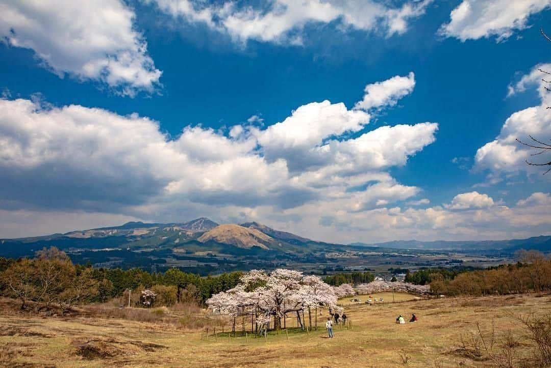 日本の国立公園さんのインスタグラム写真 - (日本の国立公園Instagram)「Photo by @yon_yon_4⠀ https://www.instagram.com/yon_yon_4/p/Bv5tlUKFaQp/⠀ .⠀ #阿蘇くじゅう国立公園⠀ .⠀ On our Instagram, we will also share wonderful photos of National Parks of Japan posted on Instagram with the tag #nationalparksjp. We look forward to your participation!⠀ .⠀ #NationalPark #nationalparks #nature #findyourpark #instafollow #japan #landscape #landscape_lovers #ourplanetdaily #landscapephotography #hiking #outdoors #traveling #travel #explore #visitjapanjp #日本 #國家公園 #일본 #국립공원 #国立公園」4月12日 15時00分 - nationalpark_japan