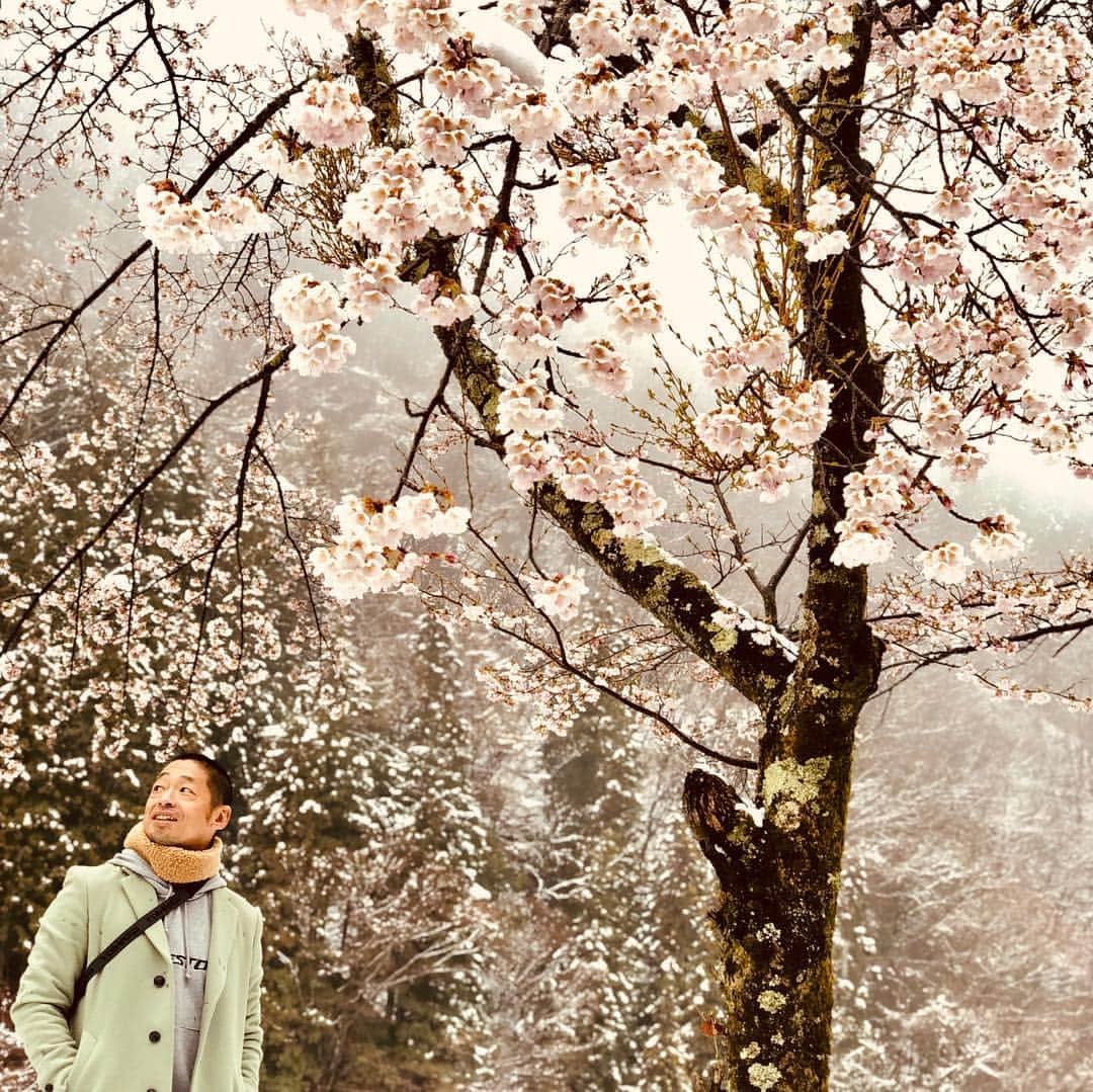 団長安田さんのインスタグラム写真 - (団長安田Instagram)「#雪と桜と団長 #安田大サーカス団長 #団長安田 #クロちゃんは無関心 #雪からつくし #雪と桜とヒロくん #長野放送ロケの休憩中」4月12日 15時08分 - dancyoyasuda