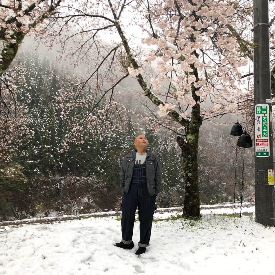 団長安田さんのインスタグラム写真 - (団長安田Instagram)「#雪と桜と団長 #安田大サーカス団長 #団長安田 #クロちゃんは無関心 #雪からつくし #雪と桜とヒロくん #長野放送ロケの休憩中」4月12日 15時08分 - dancyoyasuda