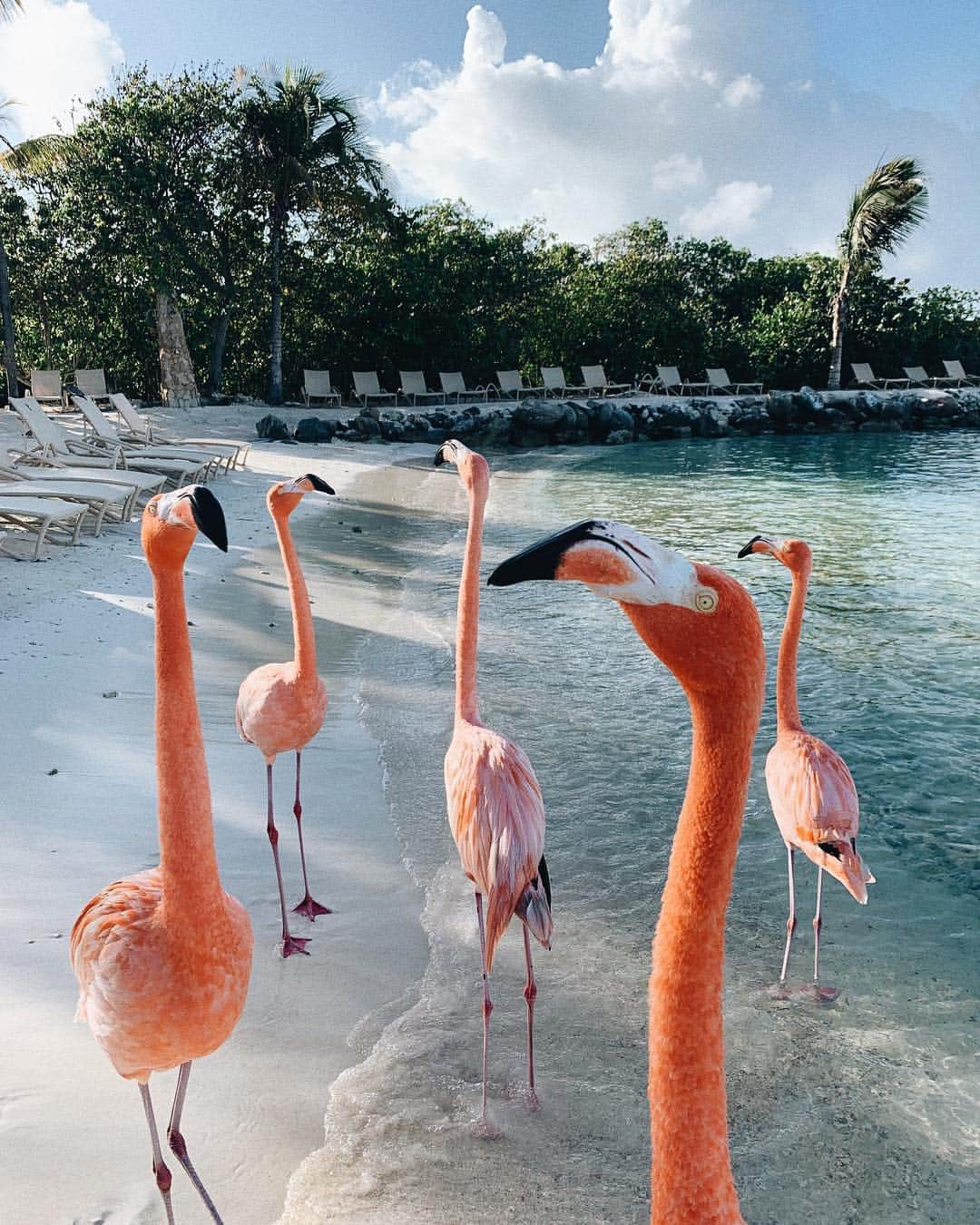 ニキ・ヴォリーズさんのインスタグラム写真 - (ニキ・ヴォリーズInstagram)「Actual footage of me trying to keep my last working brain cells together... ´ ´ ´ ´ ´ #flamingos #flamingobeach #pink #pretty #beautiful #prettyanimals #funny #girls #bikini #blondehair #happy」4月12日 15時11分 - nikiwories