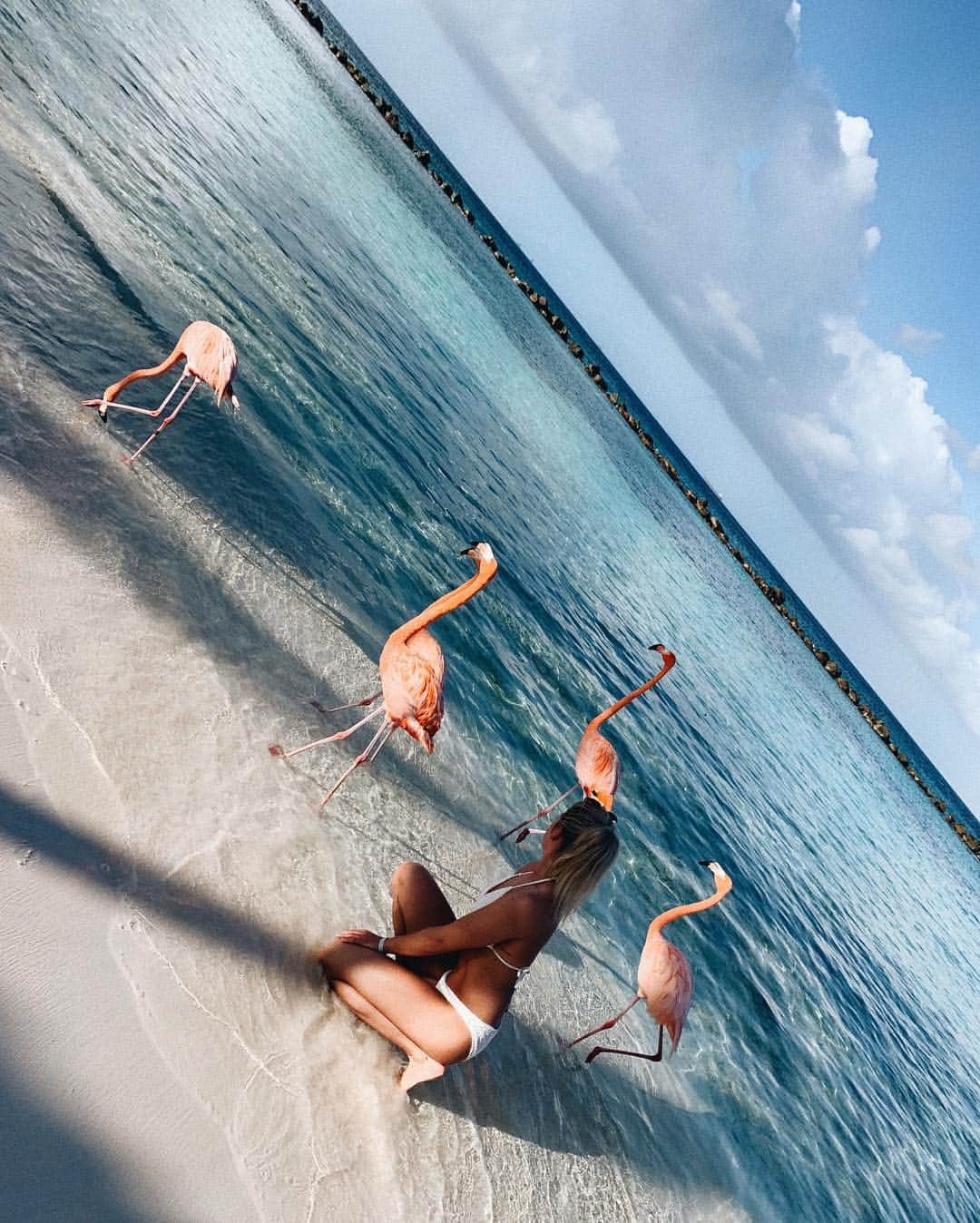 ニキ・ヴォリーズさんのインスタグラム写真 - (ニキ・ヴォリーズInstagram)「Actual footage of me trying to keep my last working brain cells together... ´ ´ ´ ´ ´ #flamingos #flamingobeach #pink #pretty #beautiful #prettyanimals #funny #girls #bikini #blondehair #happy」4月12日 15時11分 - nikiwories