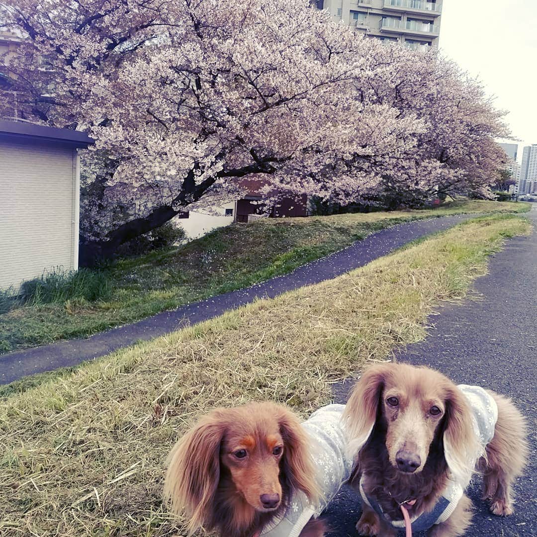 くるみんのインスタグラム：「* 今日は父の具合が悪くなり、午前中は病院で終わってしまった。  帰ってからすぐ2ワンの散歩 ①散ってるけど立派な桜🌸 ②ほっぺに桜の花びらがついた、こむぎさん  #ミニチュアダックス #ミニチュアダックスフント #ミニチュアダックスフンド #イザベラ #イザベラタン #カニンヘンダックスフント #カニンヘンダックスフンド #カニンヘンダックス #カニンヘン #チョコタン #チョコタンダックス #ダックスフンド #ダックスフンドチョコタン #ダックス多頭飼い #ダックス #ダックスフント #わんこなしでは生きていけません会 #ワンコなしでは生きて行けません会 #いぬすたぐらむ #いぬばか部 #短足部 #桜 #dachs #dachshund #dogstagram #east_dog_japan #instagramdogs #instadachs #todayswanko #7pets_1day」