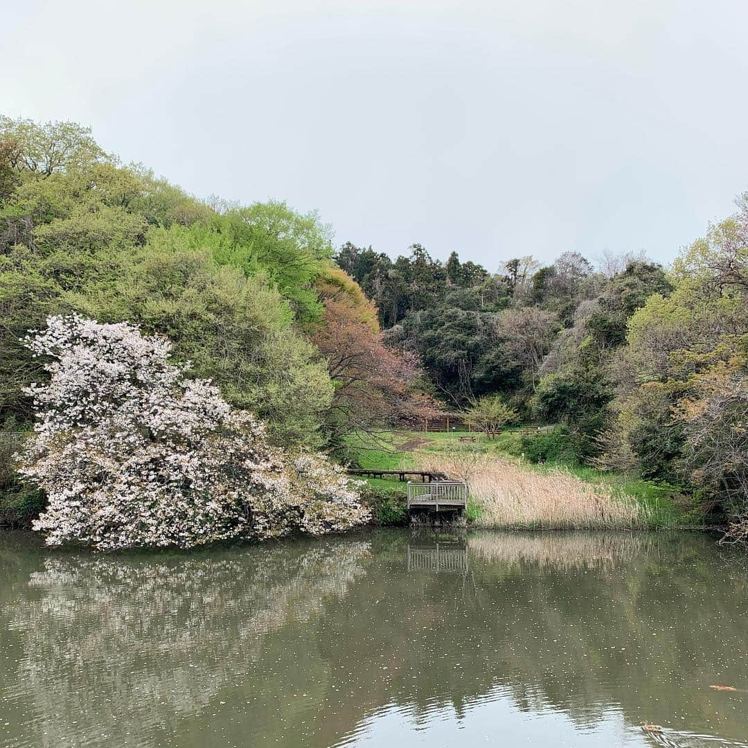 クリス智子さんのインスタグラム写真 - (クリス智子Instagram)「出先からの帰り道、 すてきな桜と新緑。 すべてが、春の色。 Beautiful scenary on the way home. Every little thing  is in spring color.」4月12日 15時25分 - chris_tomoko