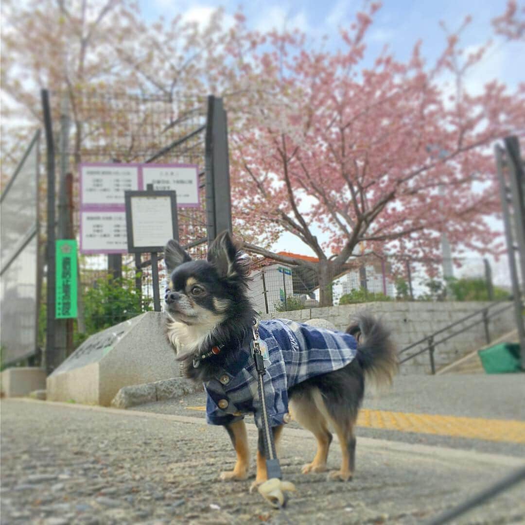 中倉隆道さんのインスタグラム写真 - (中倉隆道Instagram)「. 急いで帰って来てワンコの注射💉 . 狂犬病予防接種頑張ったご褒美！ . アネアカフェ @aneacafe_sangubashi でまったりタイム🐶☺️☕️ . . ワンコとの似顔絵ラテアート描いてくれた😆💕 可愛い！！ . . #アネアカフェ #アネアカフェ参宮橋 #aneacafe #aneacafe参宮橋 #coffee #coffeetime #coffeestand #コーヒー #カフェラテ #帰りの一杯 #フリーアナウンサー #柿ピー研究家 #中倉隆道」4月12日 15時28分 - ryudo.tokyo