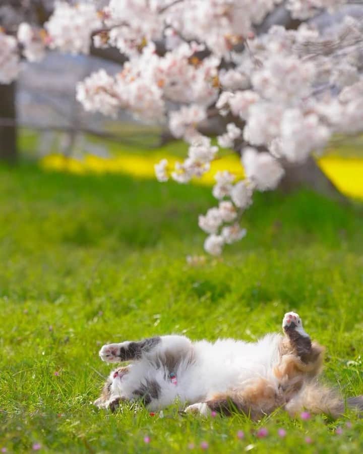 NEKOくらぶさんのインスタグラム写真 - (NEKOくらぶInstagram)「|| 寝転んで見る桜は最高にゃ🌸⠀ @36muffin_ さんの作品ですにゃ（＝ΦωΦ＝）⠀ *⠀ いいね！＆コメント大歓迎！！⠀ *⠀ #nekoclub #NEKOくらぶ #Japan #Photo #写真 #日本 #cat #ネコ #ねこ #猫 ⠀ Follow: @nekoclub_jpn⠀ *⠀ ▼【廣済堂出版共同企画】NEKOくらぶの皆さまとつくる「NEKOくらぶ写真集」、発売中♪（＝ΦωΦ＝）⠀ ※詳細は本アカウント「 @nekoclub_jpn 」のプロフィールに固定しているハイライトから」4月12日 16時00分 - nekoclub_jpn