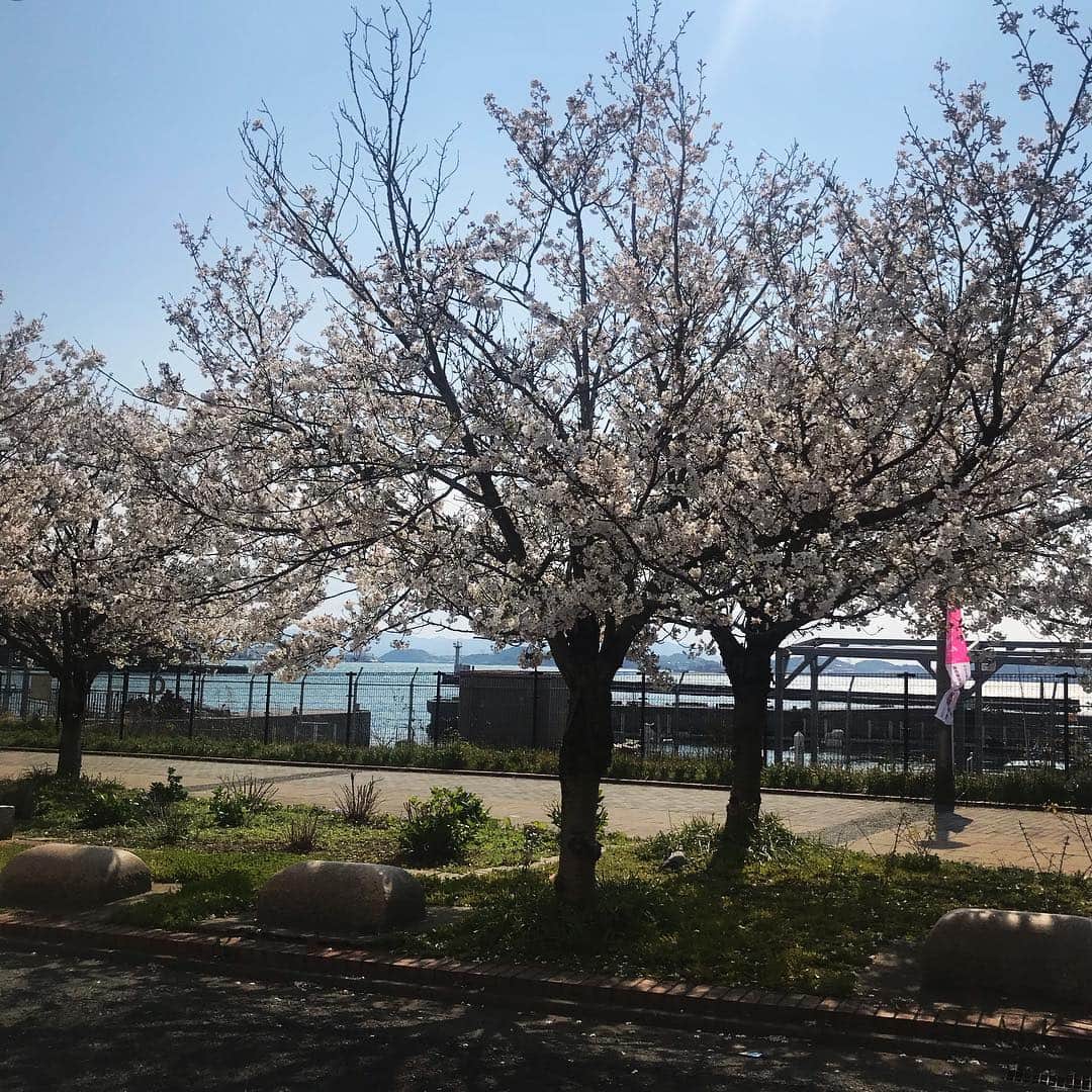TOGGYさんのインスタグラム写真 - (TOGGYInstagram)「欲しかった「資さんトートバッグ」  本日の取材の御礼に頂きました！ ありがとうございます😎  門司港の海沿いは、まだ桜が満開です🌸  寒いけど…。」4月12日 16時15分 - dj_toggy